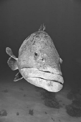 A giant potato cod spotted off the reef edge near lizard ... by Cal Mero 